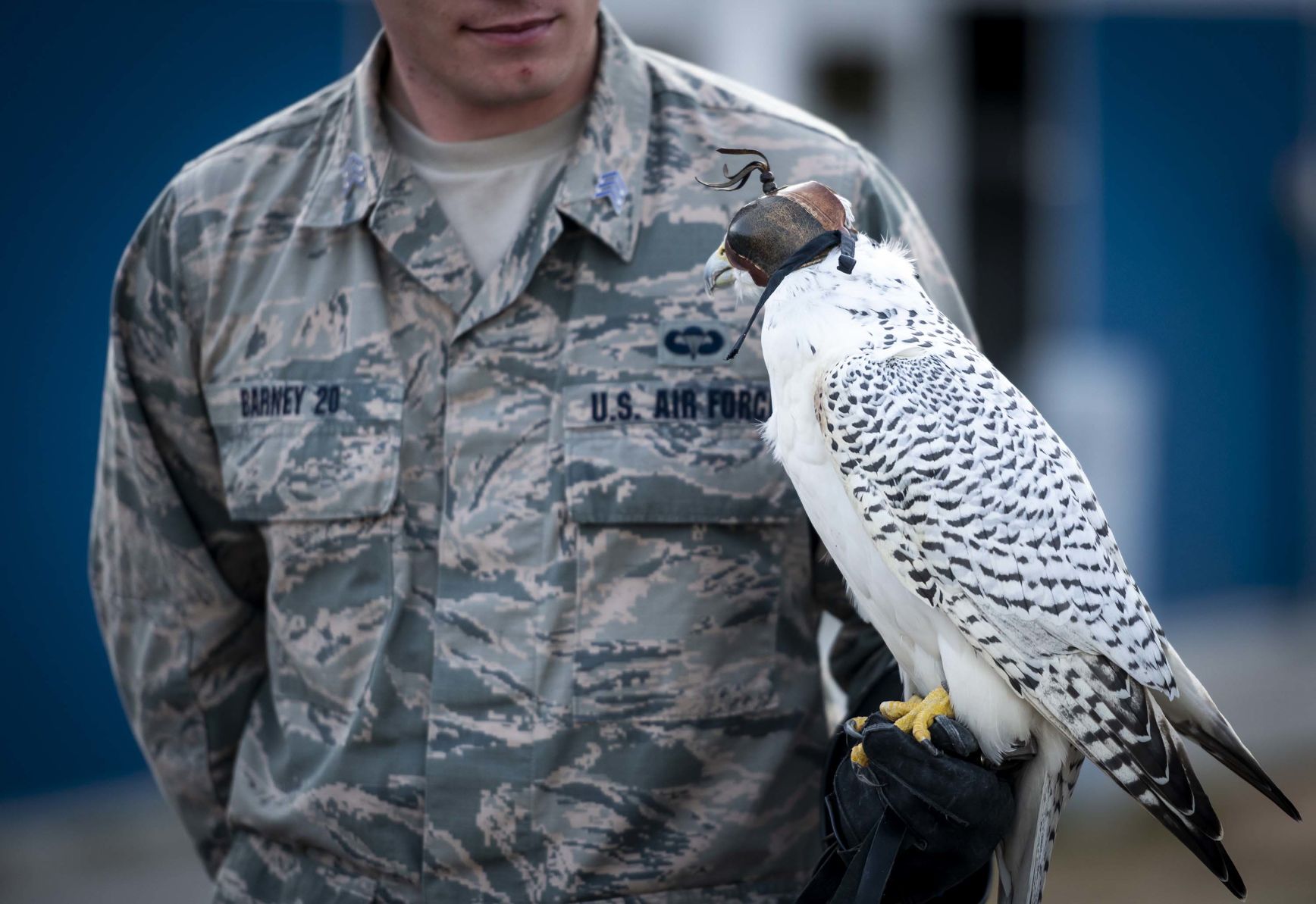 Gyr Falcon Aurora